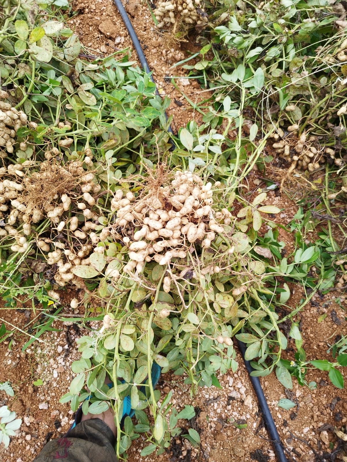 SFCL Bentonite Sulphur-based Seaweed Granules supply essential sulphur with natural seaweed biostimulants, while Size Booster (Potassium derived from Rhodophytes) improves peanut kernel filling and guarantees 90–95% filling for higher yield and better qua