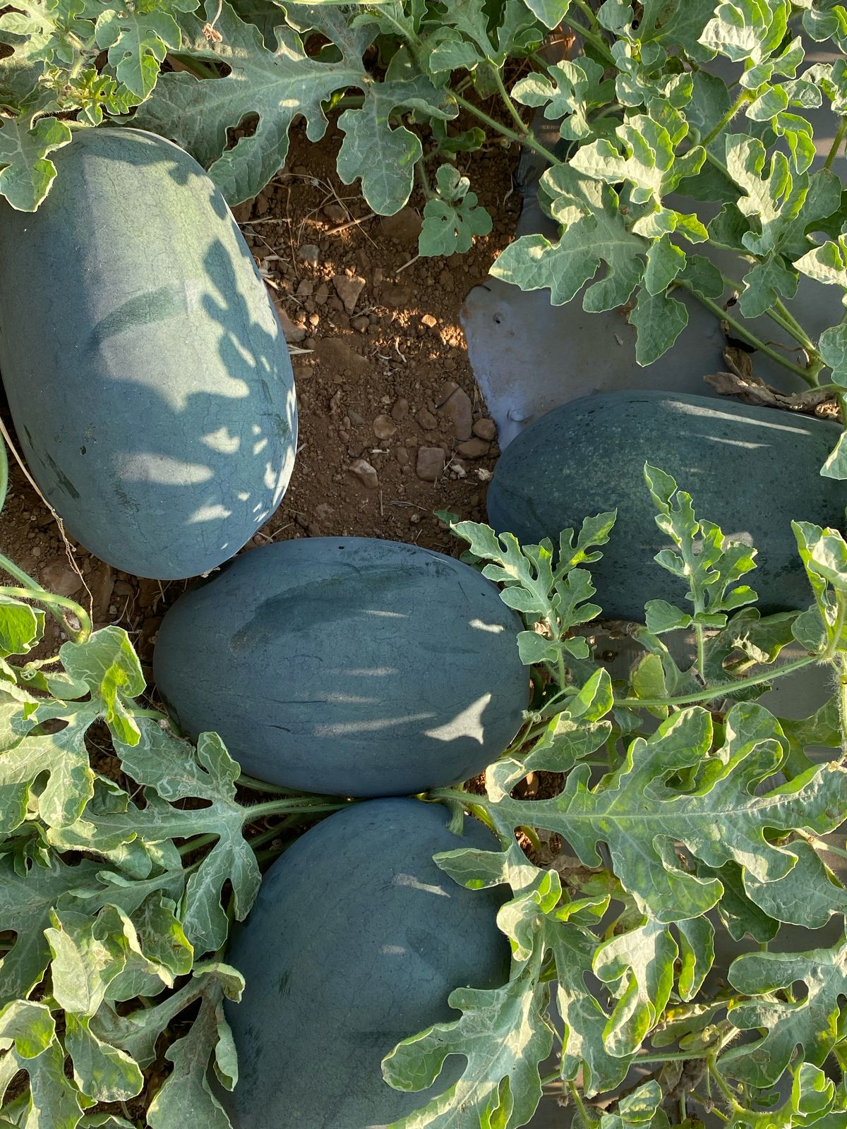 SFCL Root Bloom is a powerful blend of Humic acid, Fulvic acid and Amino acids that improves nutrient chelation, enhances soil structure, promotes strong root development and supports better fruit growth and quality in watermelon.