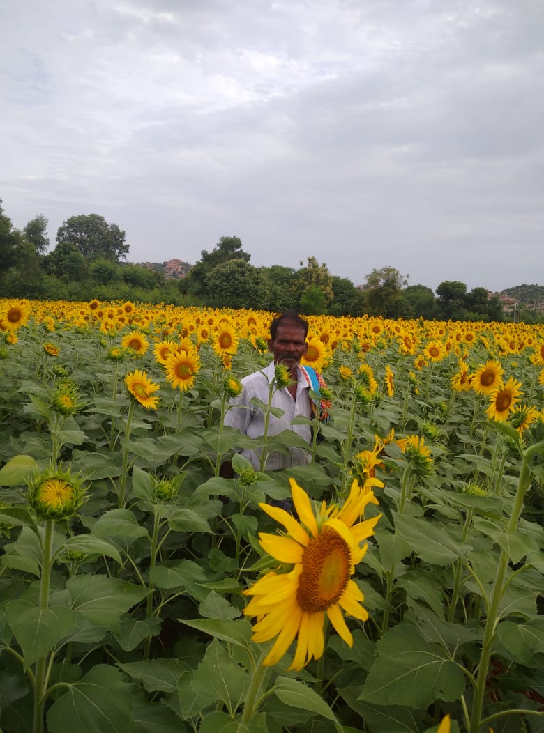 SFCL Zyme Humic Granules promote strong root development, improve nutrient uptake and support healthy growth in sunflower, resulting in better flowering and higher yield.