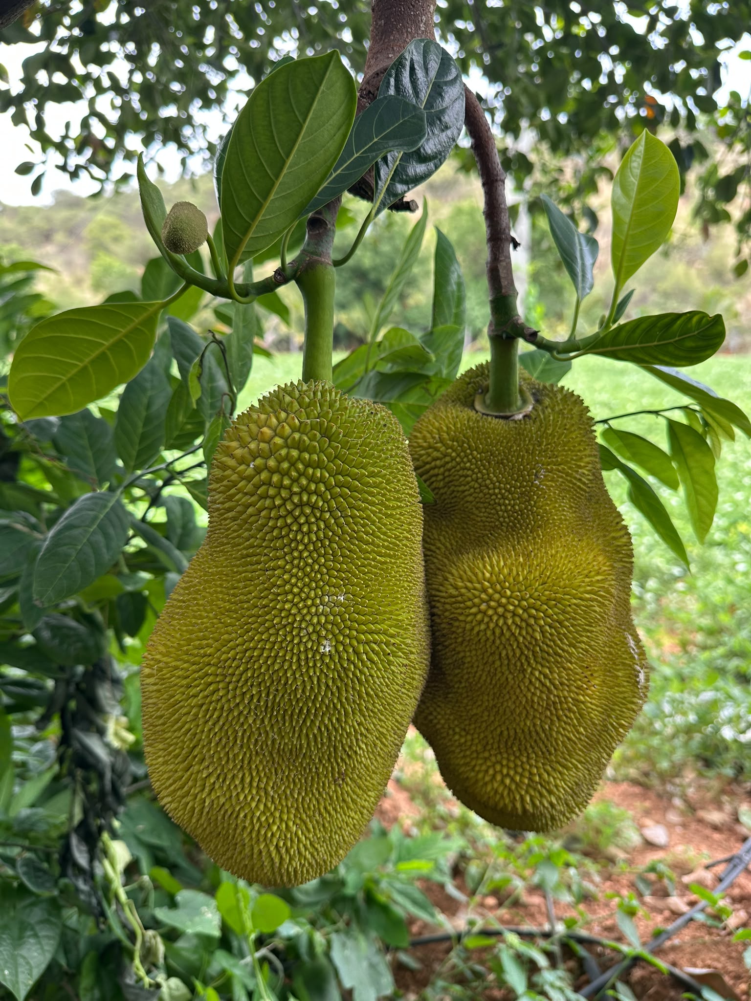 SFCL Bonical is an organic calcium-magnesium-phosphorus complex derived from bones with essential traces. It effectively prevents and stops fruit drop in jackfruit, improving fruit retention and supporting better crop performance in demo fields.