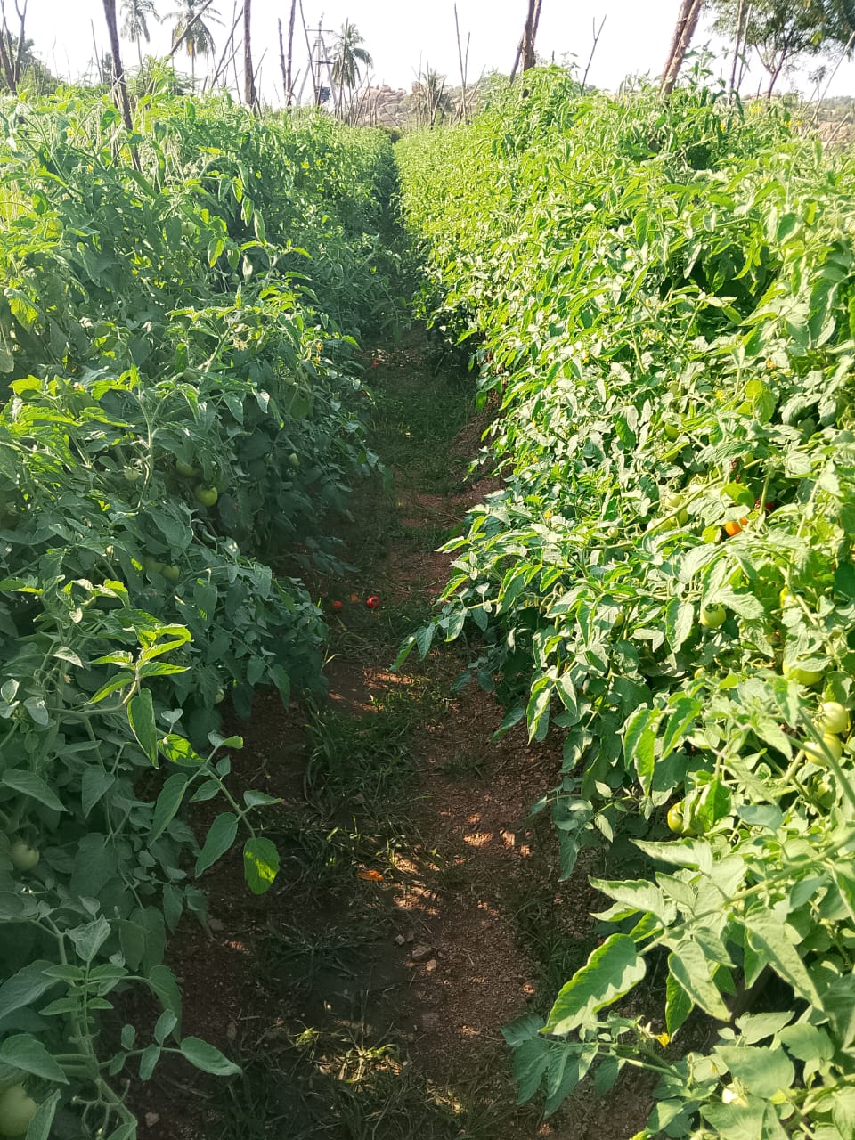 SFCL Hi-Yield (Humic + Fulvic + Amino + TE) unlocks the full potential of tomato by improving nutrient uptake, enhancing flowering and fruit setting, and delivering better yield and quality.