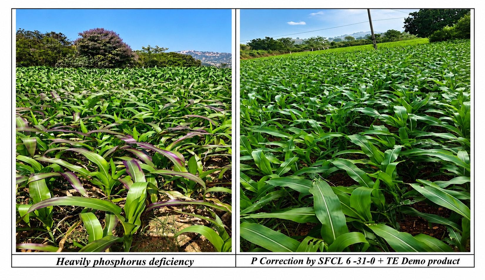 Severe phosphorus deficiency in maize (left) vs healthy crop after SFCL 6-31-0 + TE application (right)